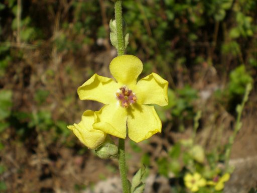 Verbascum sinuatum