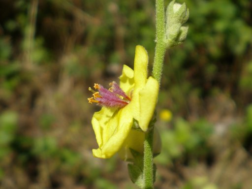 Verbascum sinuatum