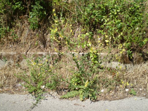 Verbascum sinuatum