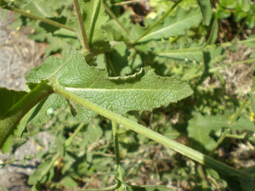 Verbascum sinuatum