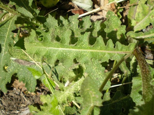 Verbascum sinuatum