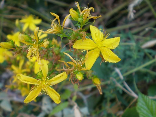 Hypericum perforatum