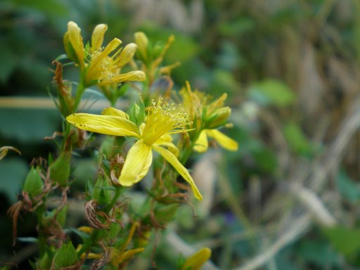 Hypericum perforatum