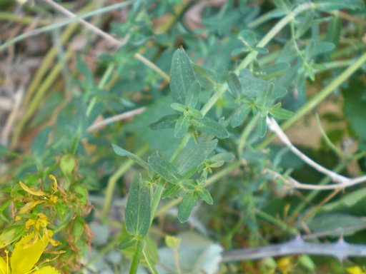 Hypericum perforatum