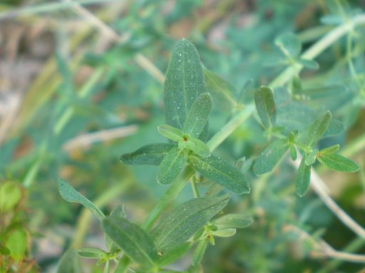 Hypericum perforatum