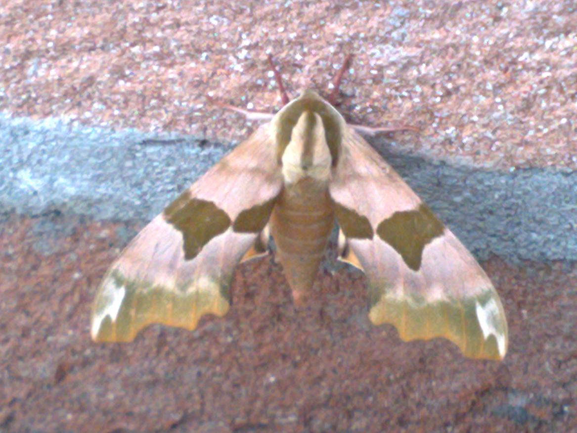 Farfalla da identificare pls : Mimas tiliae