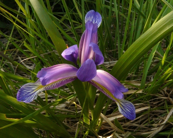 Varesotto in Maggio -  Iris graminea