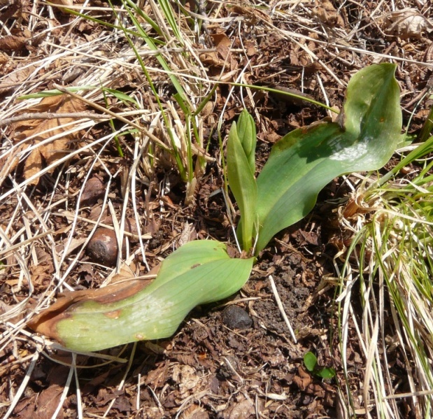 Rosette basali del Varesotto