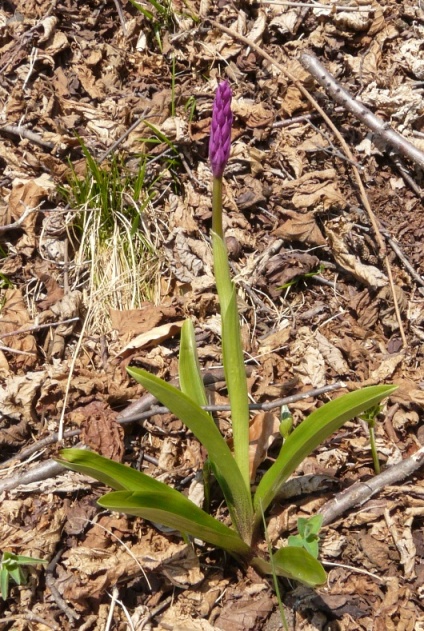 Rosette basali del Varesotto