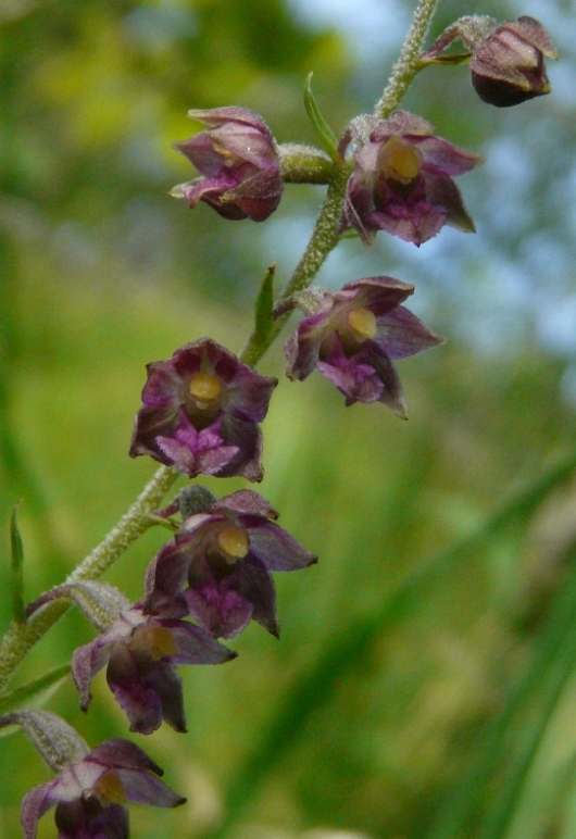 Epipactis del Varesotto