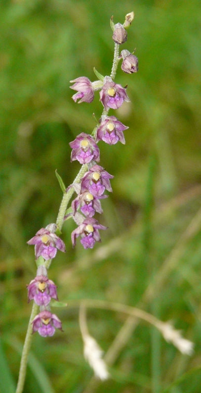 Epipactis del Varesotto