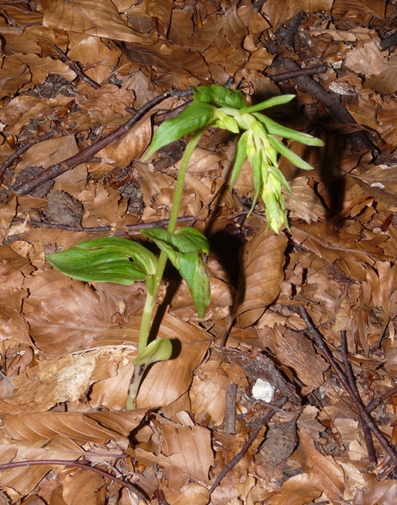 Epipactis del Varesotto