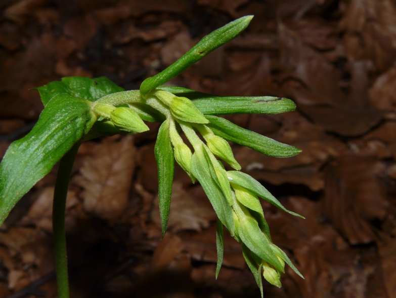 Epipactis del Varesotto