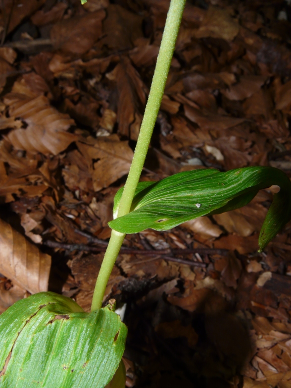 Epipactis del Varesotto