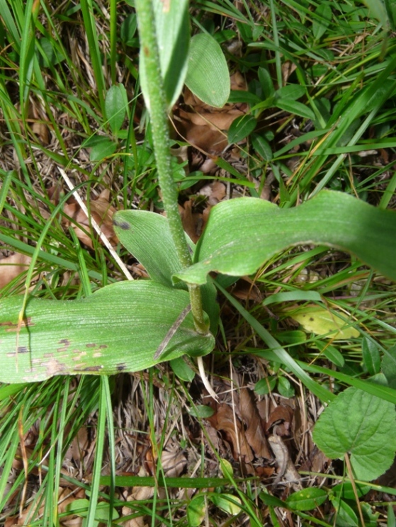 Epipactis del Varesotto