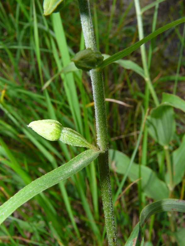 Epipactis del Varesotto