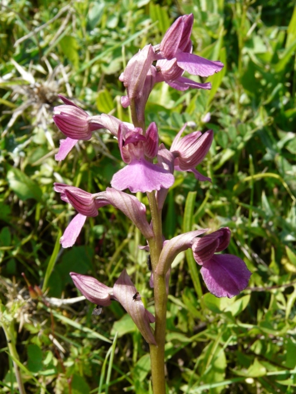 Anacamptis bornemanniae (Anacamptis longicornu x papilionacea)