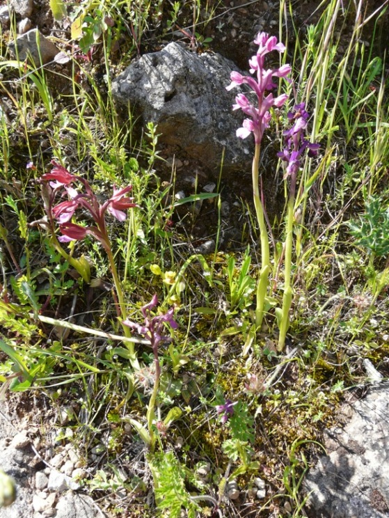 Anacamptis bornemanniae (Anacamptis longicornu x papilionacea)