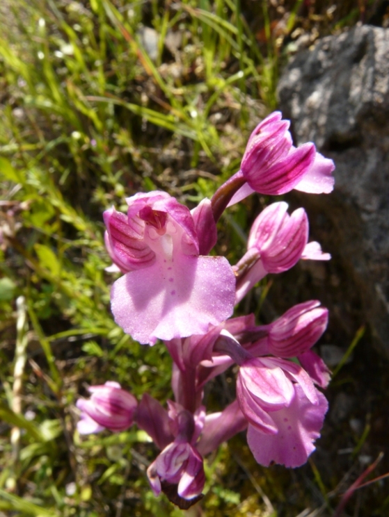 Anacamptis bornemanniae (Anacamptis longicornu x papilionacea)