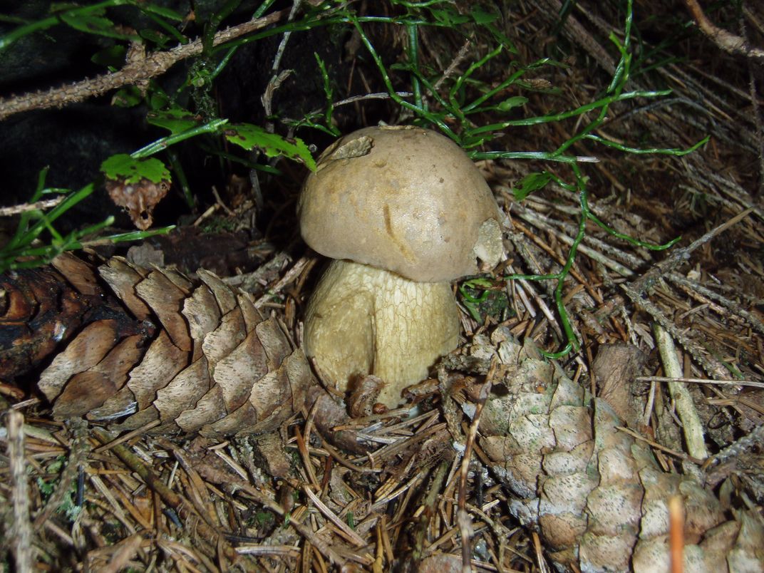 Funghi in Alto Adige