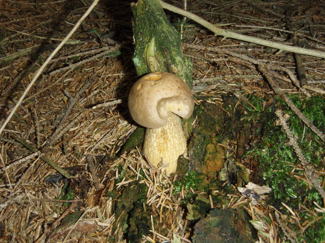 Funghi in Alto Adige