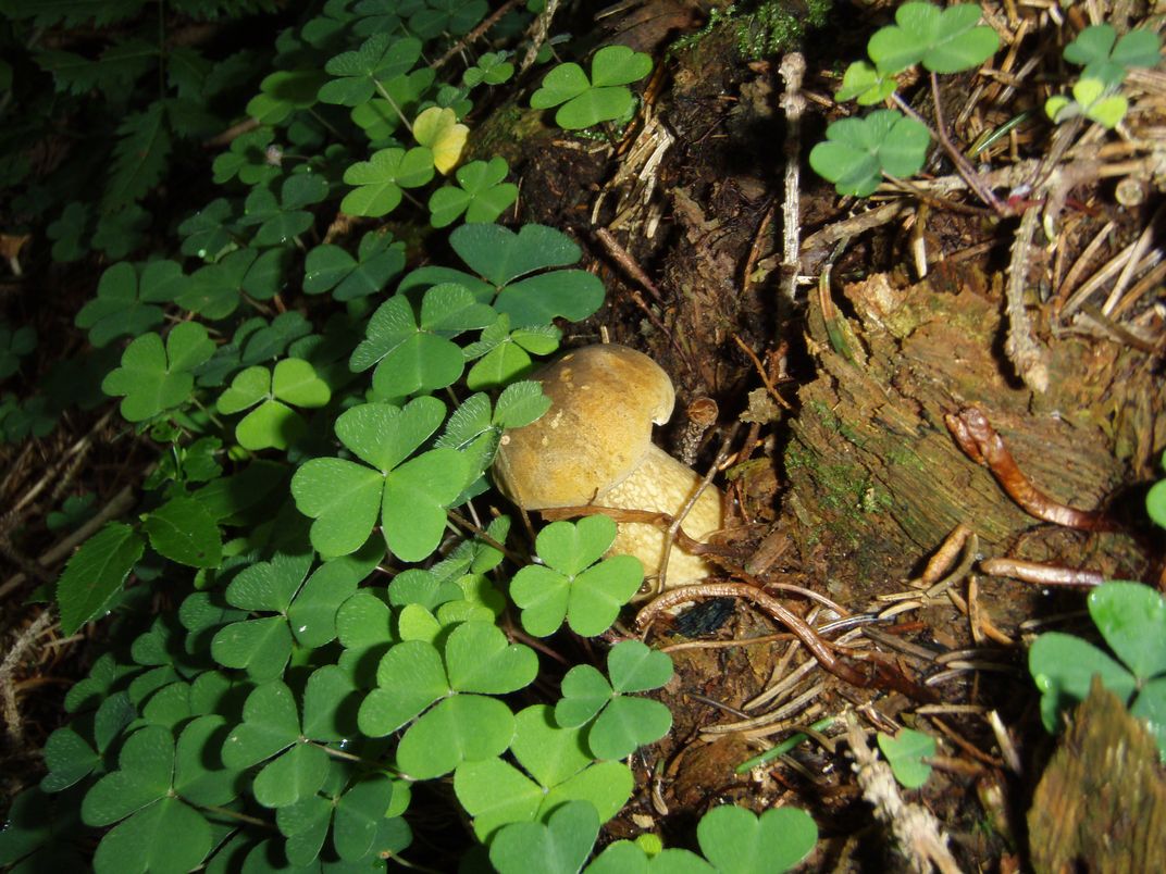 Funghi in Alto Adige