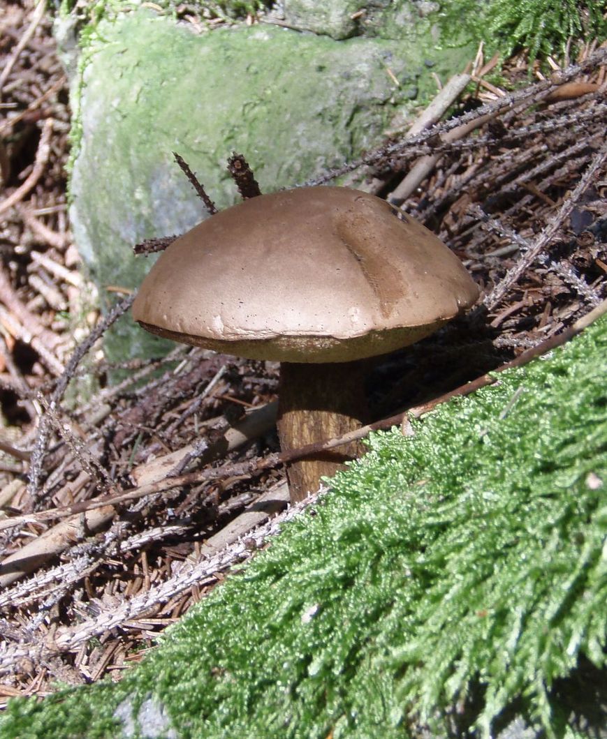 Funghi in Alto Adige