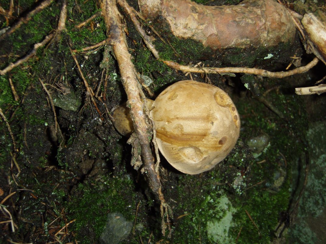 Funghi in Alto Adige