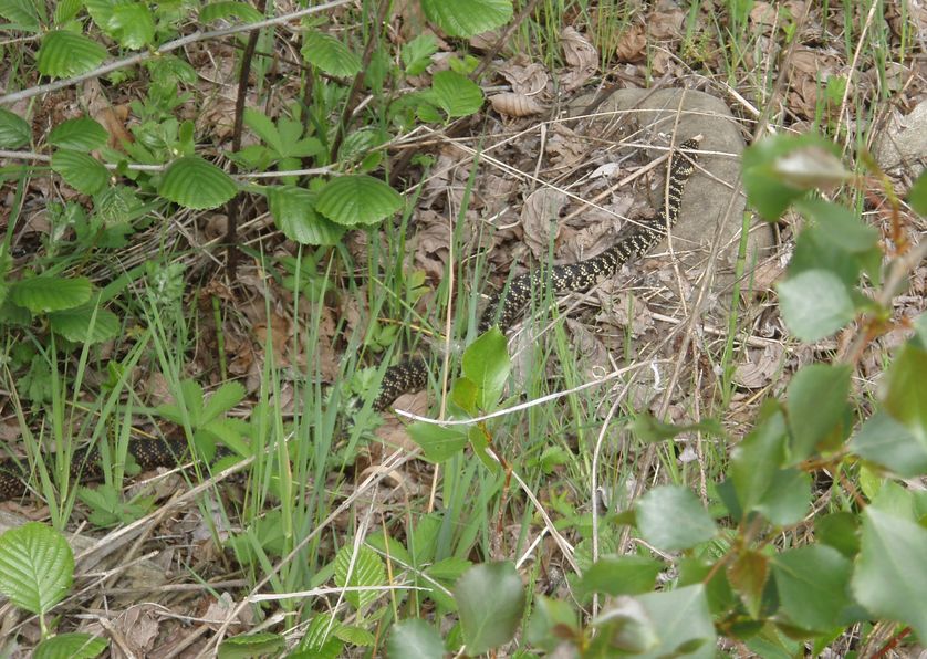 qualche biacco e un saettone maschio