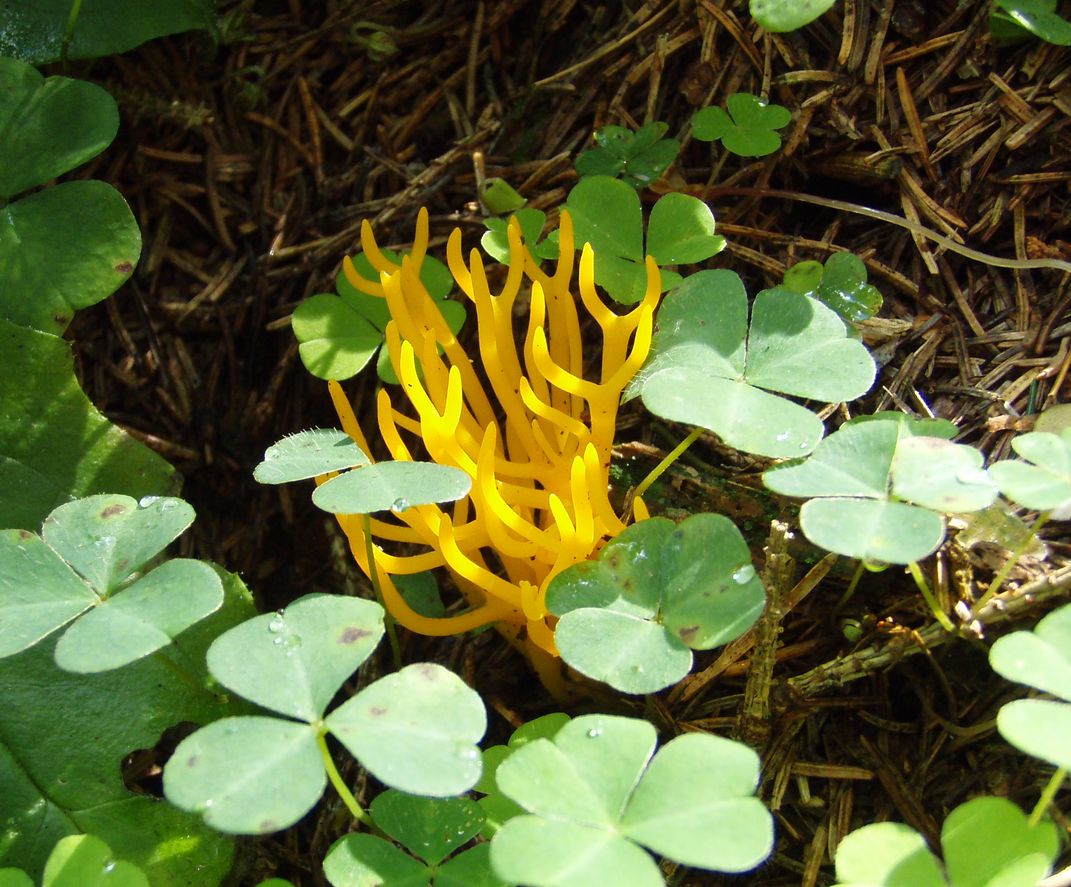 Funghi in Alto Adige