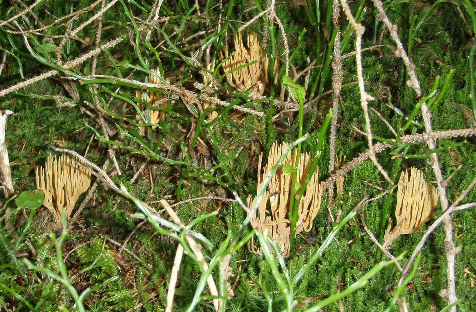 Funghi in Alto Adige