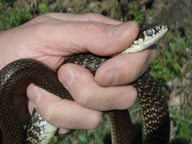 Natrix maura vs motocrossisti: chi vincer la guerra?