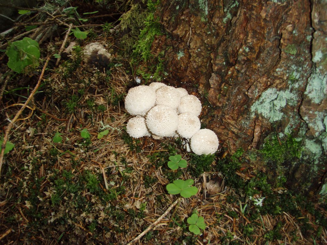 Funghi in Alto Adige