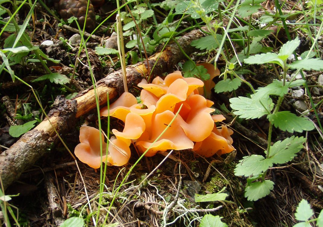 Funghi in Alto Adige