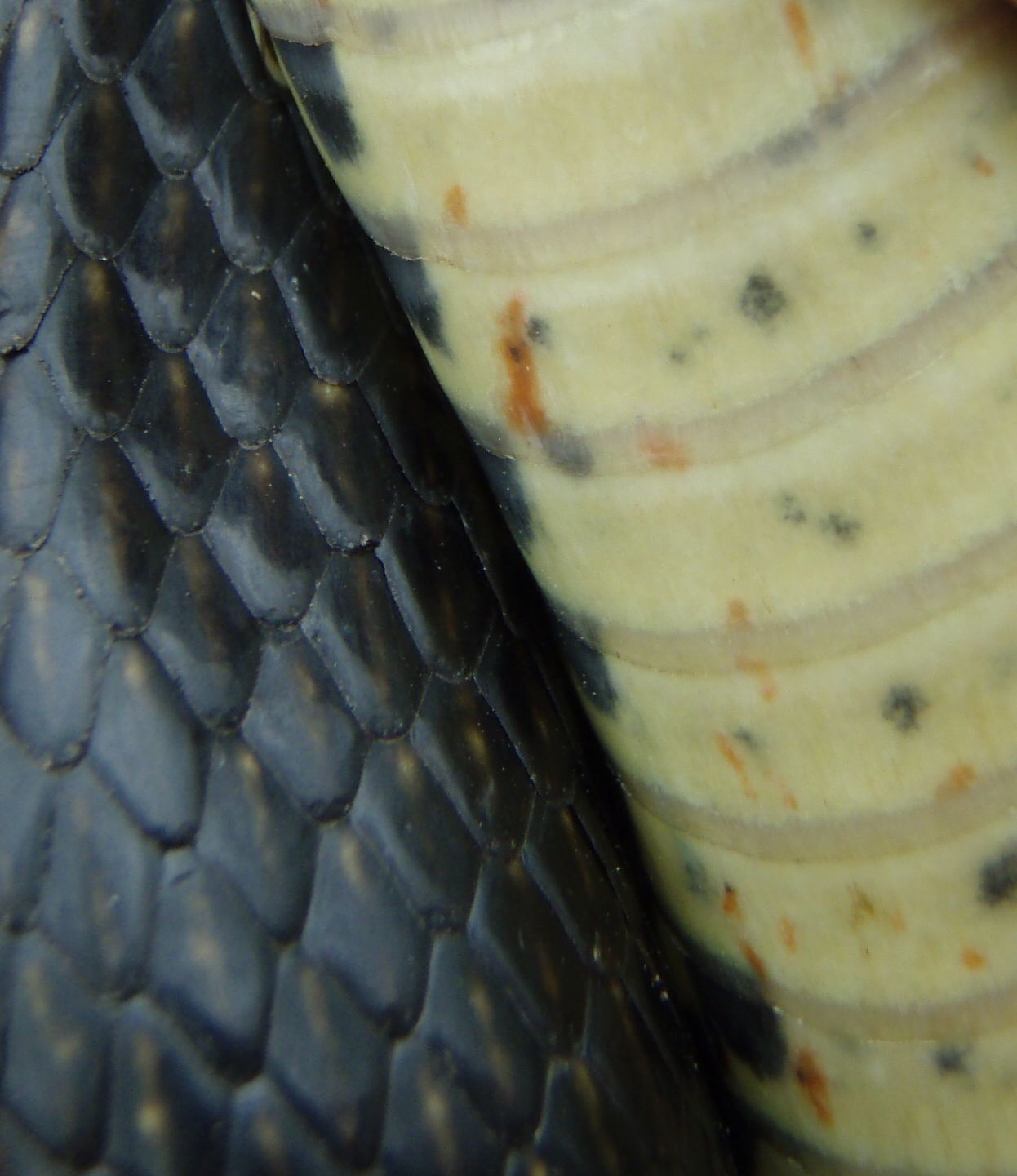 Hierophis viridiflavus viridiflavus in Puglia!