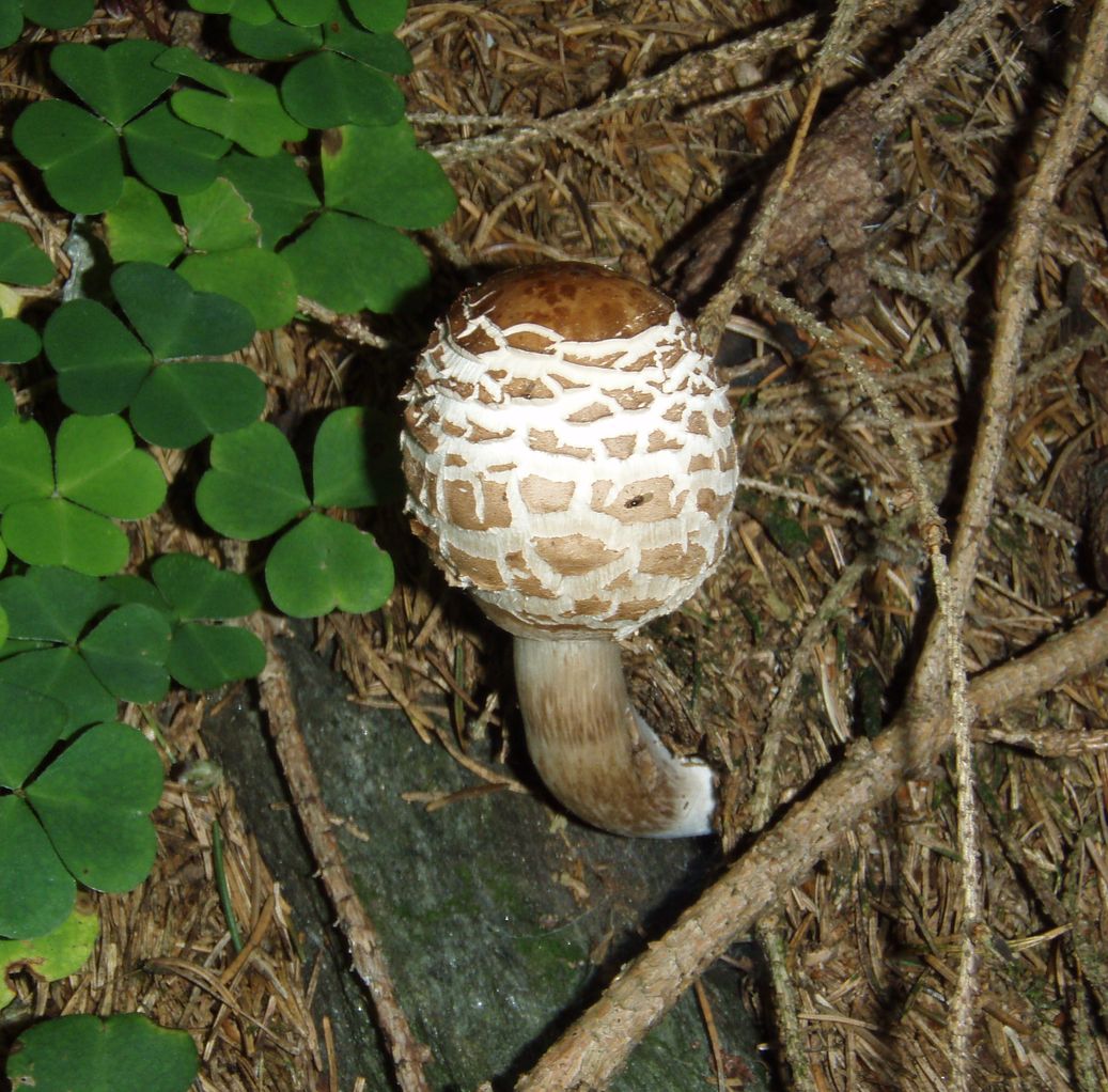 Funghi in Alto Adige