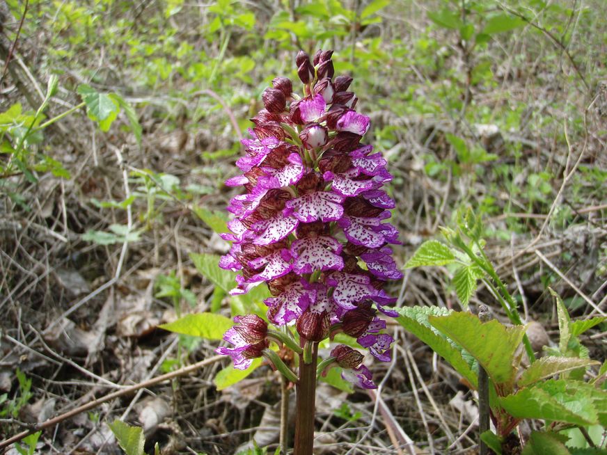 Oltrepo'' Pavese collinare: credo siano orchidee...