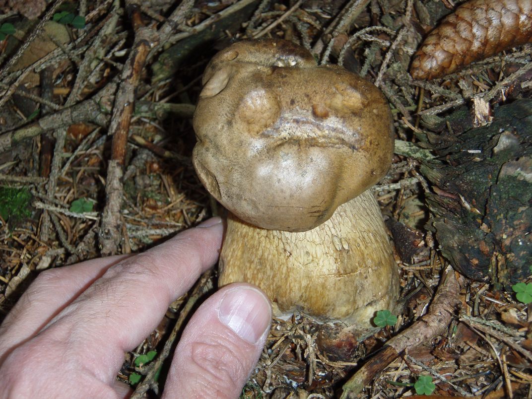 Funghi in Alto Adige