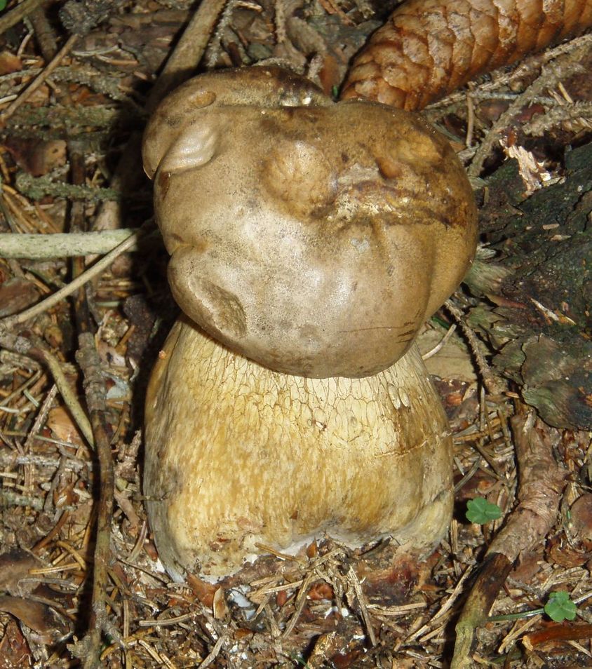 Funghi in Alto Adige