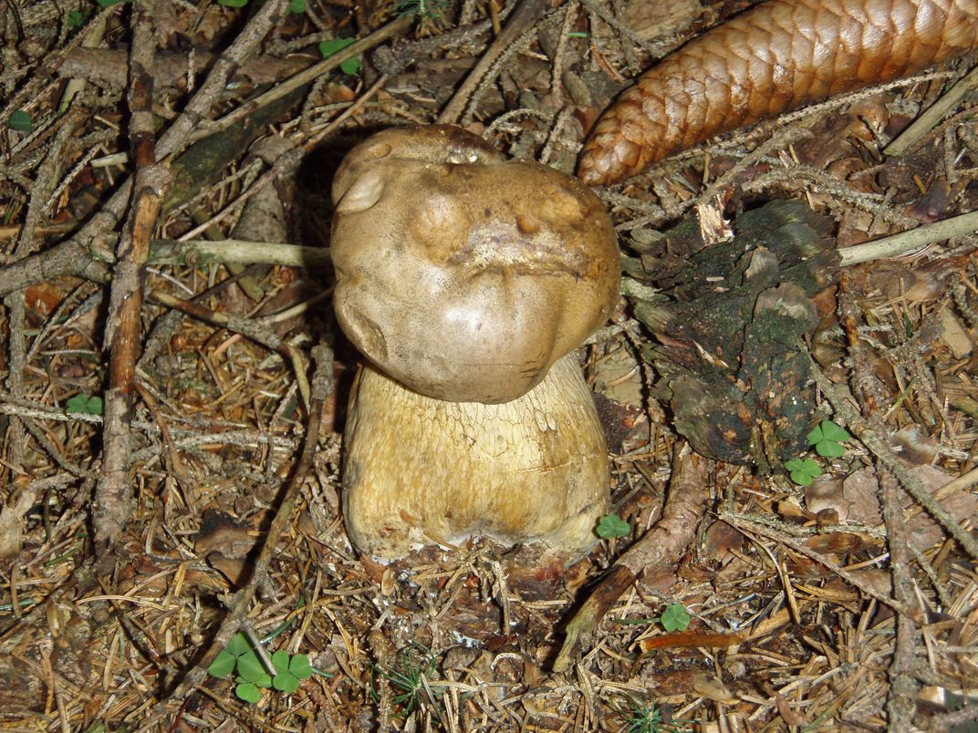 Funghi in Alto Adige