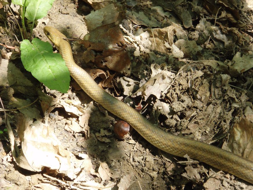 qualche biacco e un saettone maschio