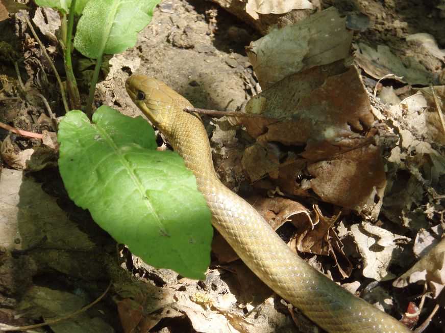 qualche biacco e un saettone maschio