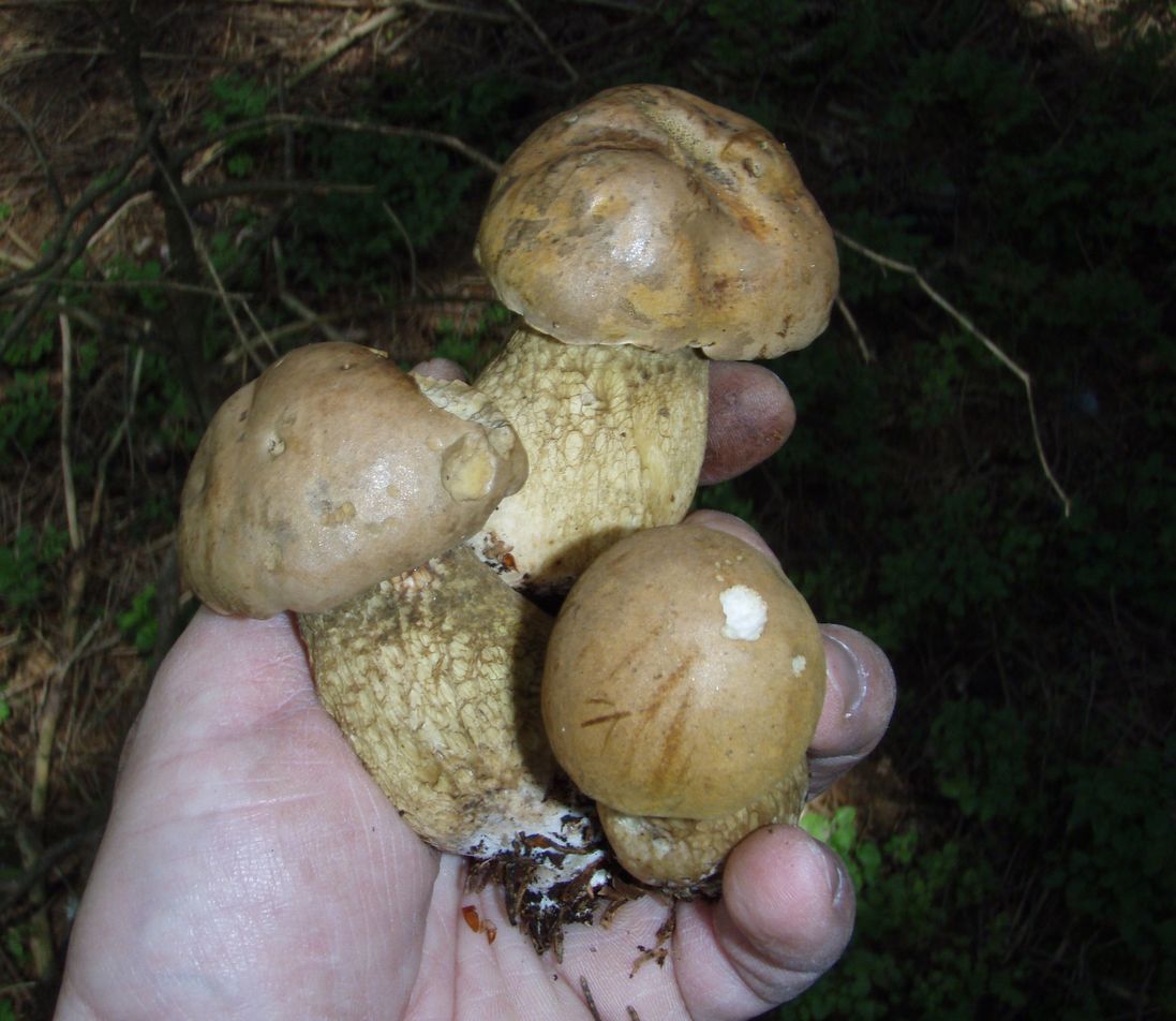 Funghi in Alto Adige