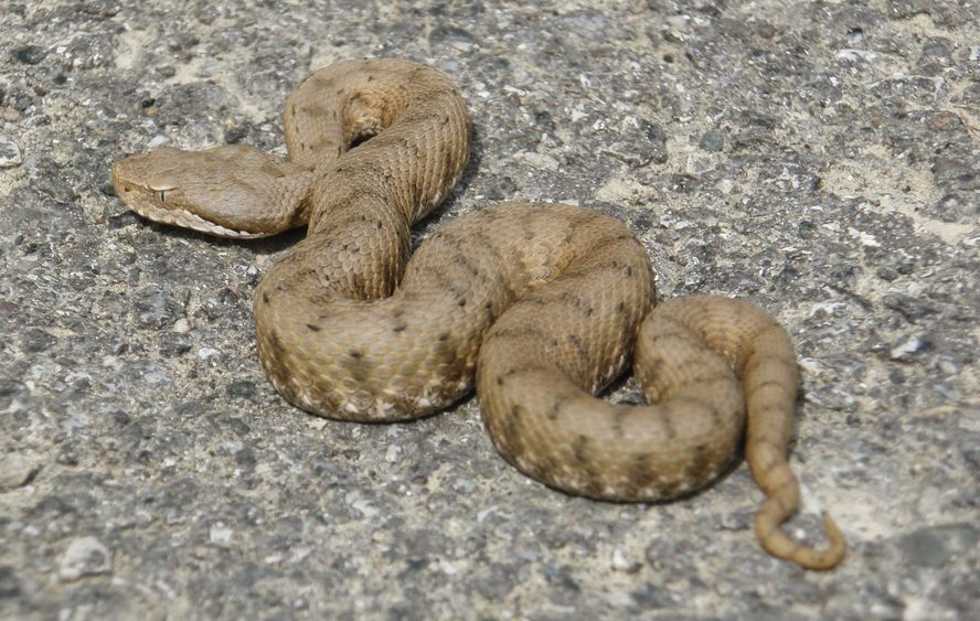 Baby aspis a Pietra Perduca