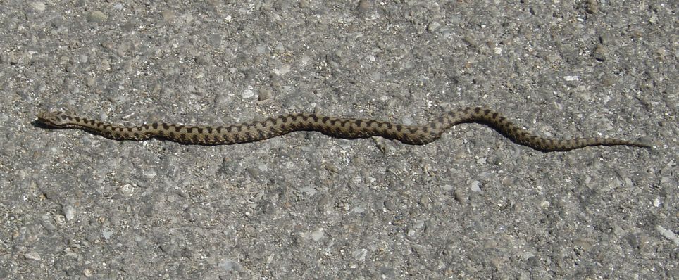 Appennino pavese: Vipera aspis