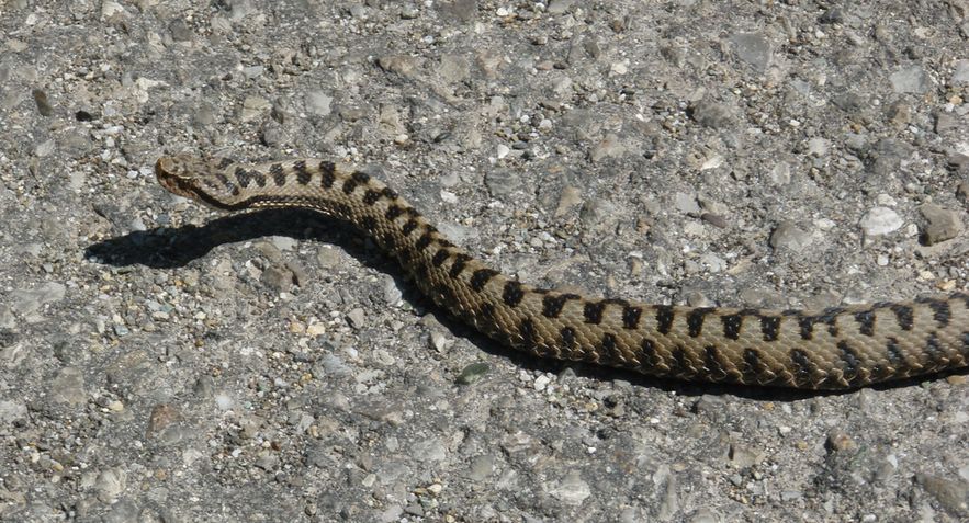 Appennino pavese: Vipera aspis