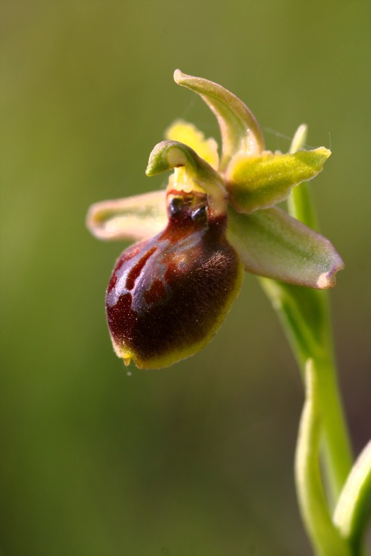 Ophrys quale?