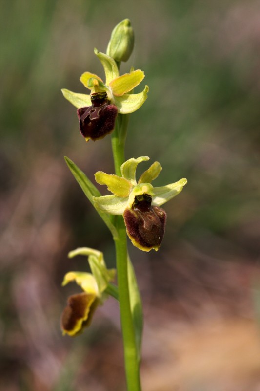 Ophrys quale?