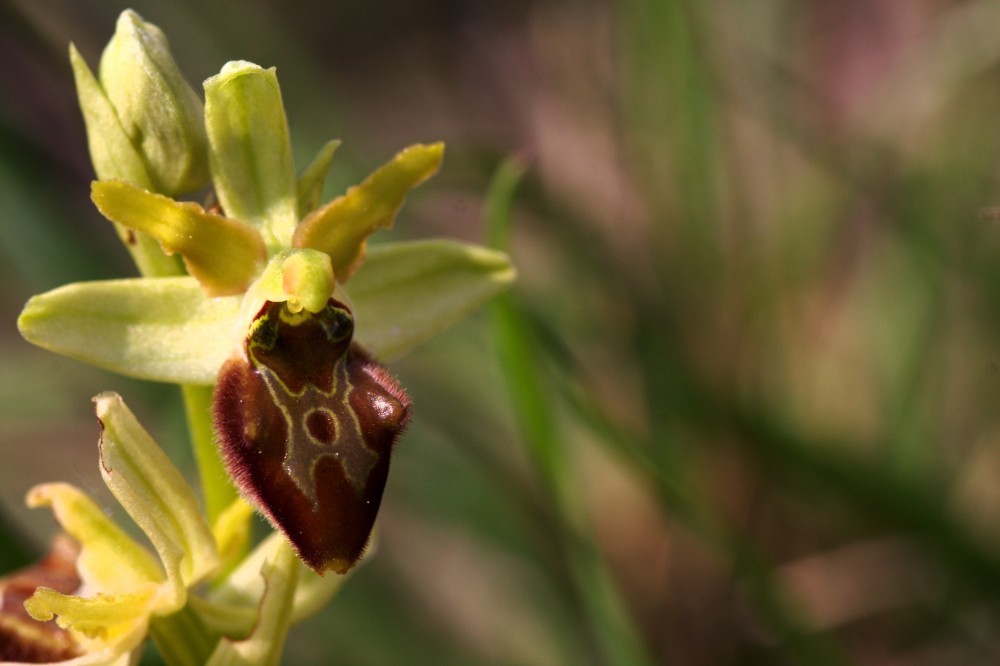 Ophrys quale?