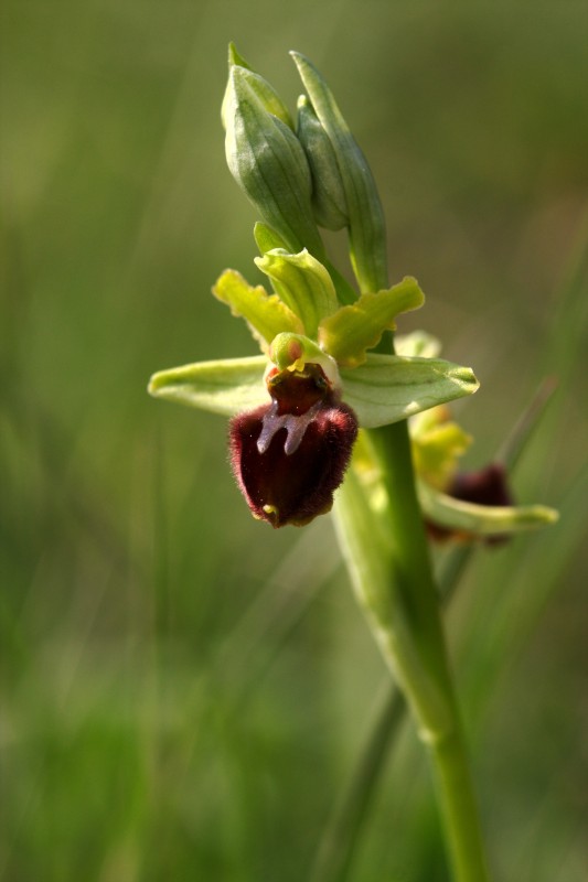 Ophrys quale?